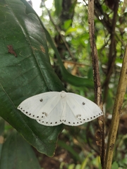 Cyclidia dictyaria