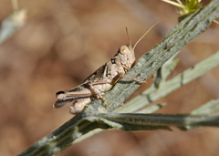 Melanoplus devastator