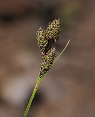 Carex heteroneura