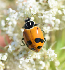 Hippodamia glacialis