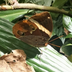 Thauria lathyi