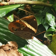 Thauria lathyi