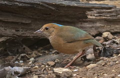 Hydrornis nipalensis