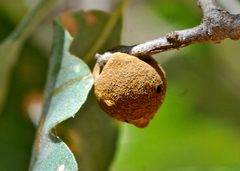 Disholcaspis simulata