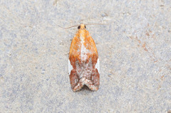 Clepsis persicana