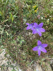 Campanula patula