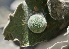 Cynips multipunctata