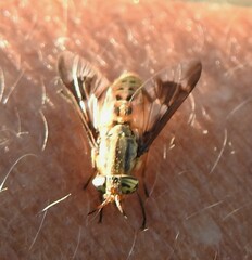 Chrysops clavicornis