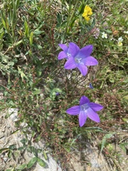 Campanula patula