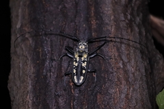 Batocera lineolata