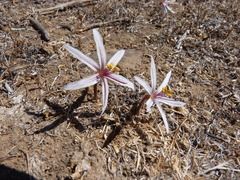 Traubia modesta
