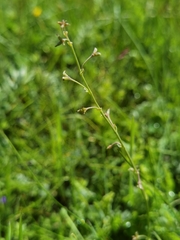 Thalictrum alpinum