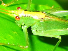 Eoxizicus coreanus