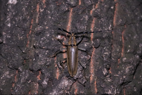 Chi Yan Insect Photo 212656643, (c) 张艺言, some rights reserved (CC BY-NC), uploaded by ...