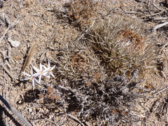 Traubia modesta