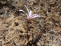Traubia modesta