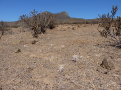 Traubia modesta