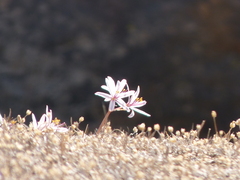 Traubia modesta