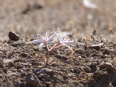 Traubia modesta