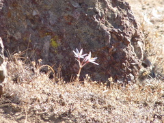 Traubia modesta
