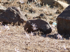 Traubia modesta