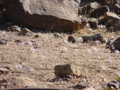 Traubia modesta