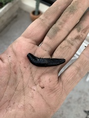 Belocaulus angustipes