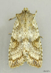 Lithophane bethunei