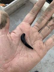 Belocaulus angustipes