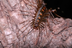 Thereuopoda clunifera