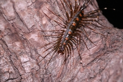 Thereuopoda clunifera