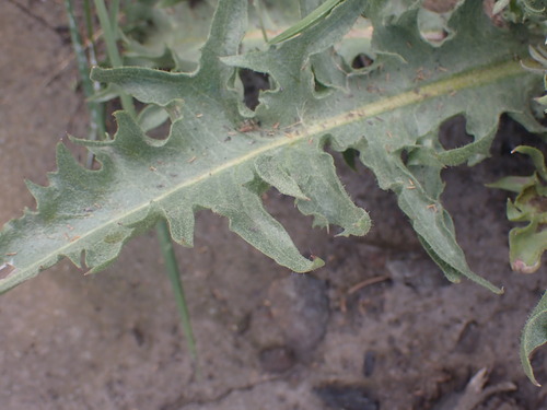 Image of Crepis occidentalis by no rights reserved