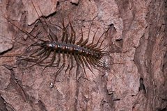 Thereuopoda clunifera