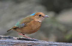 Hydrornis nipalensis