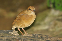 Hydrornis nipalensis