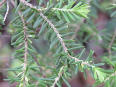 Styphelia margarodes