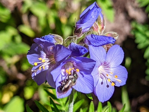 Towering Jacob's-ladder (Polemonium foliosissimum)