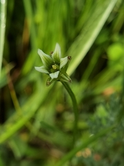 Parnassia trinervis