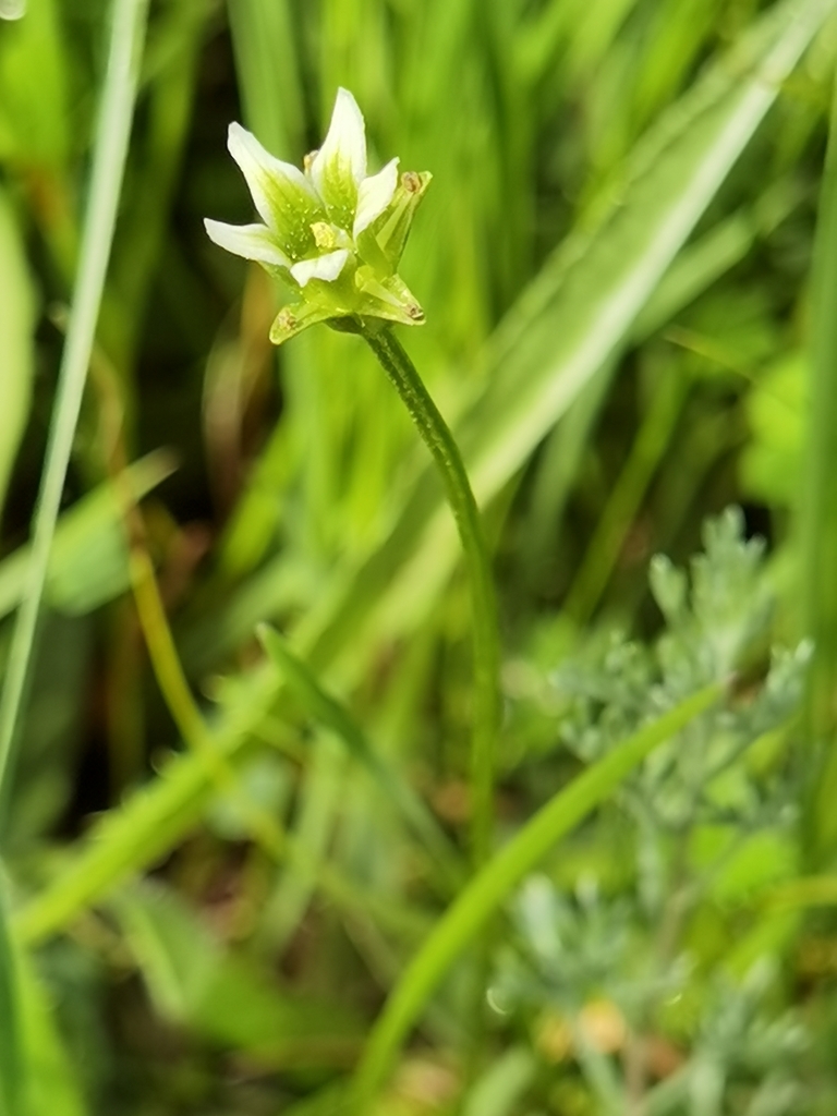 Parnassia trinervis