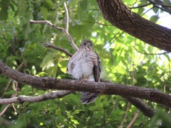 Accipiter gularis