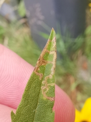 Phytomyza solidaginis