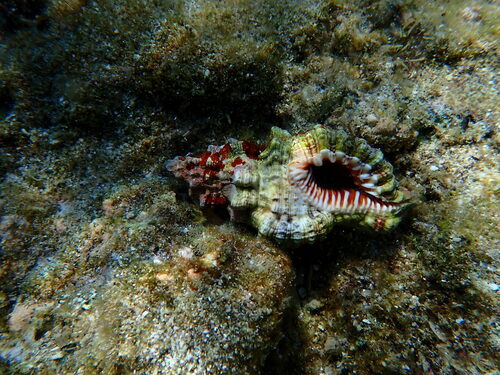 Monoplex nicobaricus observed 2022-06-06