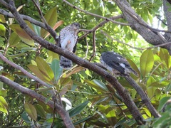 Accipiter gularis