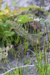 Triglochin palustris