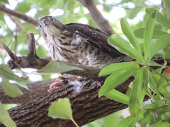 Accipiter gularis