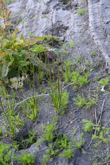 Triglochin palustris