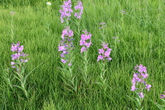 Chamaenerion angustifolium