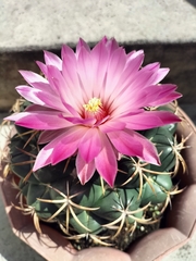 Coryphantha elephantidens