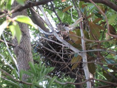 Accipiter gularis