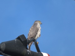 Accipiter gularis